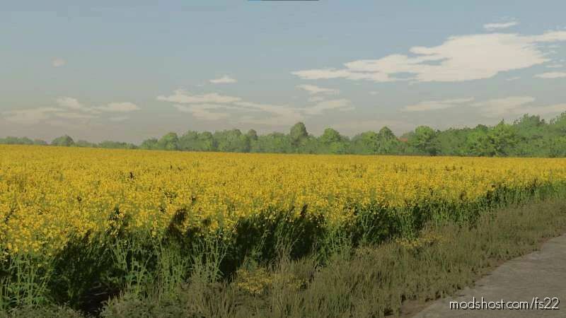 FS22 Mod: Textures Of Canola (Featured)