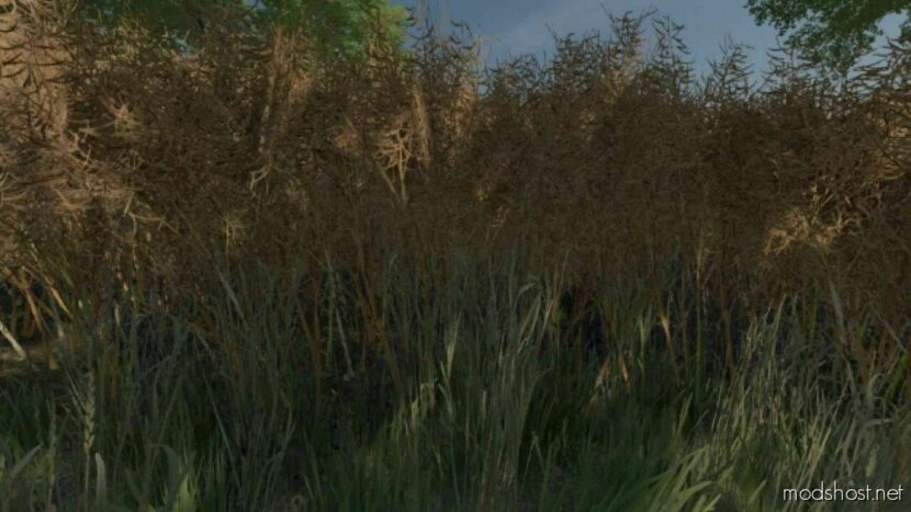 FS22 Realistic Script Mod: Canola Growth (Featured)