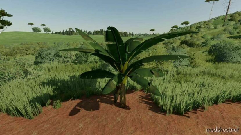 FS22 Mod: Banana Tree (Featured)