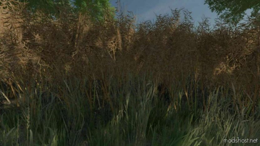 FS22 Realistic Mod: Canola Growth V1.1 (Featured)