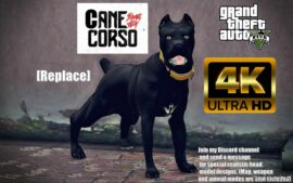 GTA 5 Player Mod: Cane Corso 4K Replace (Featured)