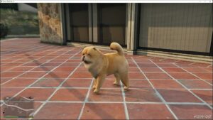 GTA 5 Player Mod: Chow Chow (Image #2)