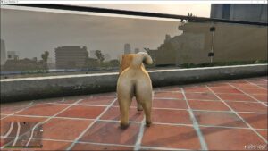 GTA 5 Player Mod: Chow Chow (Image #3)