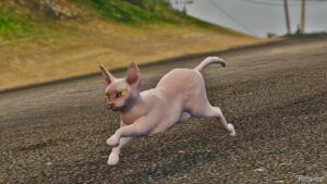 GTA 5 Player Mod: Sphynx CAT (Image #3)