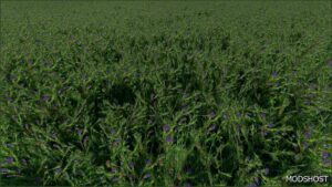 FS22 Textures Mod: Clover and Alfalfa Texture V1.0.0.1 (Featured)