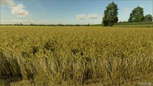 FS22 Textures Mod: Wheat Texture V1.0.0.1 (Featured)